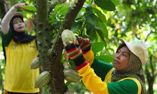 Mondelez International melaksanakan program Cocoa Life untuk memberdayakan petani kakao